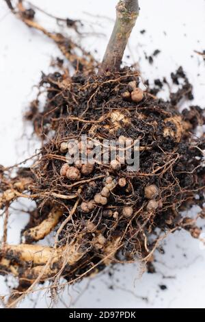 Noduli di fissaggio dell'azoto nel sistema di radice di una pianta di fagiolo di corridore sviluppata in relazione simbiotica con i batteri del suolo, rizobia. Foto Stock