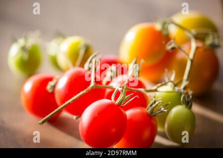 Primo piano di pomodori freschi (Solanum lycoperisicum) ancora sulla vite da matura a non matura. Foto Stock