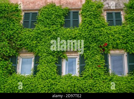 Vista della facciata vecchia casa con parete e finestre coperte da un superriduttore campsis. Foto Stock