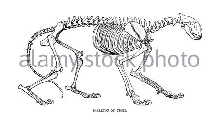 Scheletro di una tigre, illustrazione d'annata del 1893 Foto Stock
