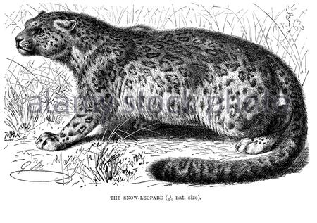 Snow Leopard, illustrazione vintage del 1893 Foto Stock