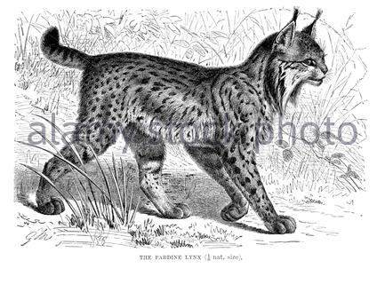 Pardine Lynx, illustrazione d'epoca del 1893 Foto Stock