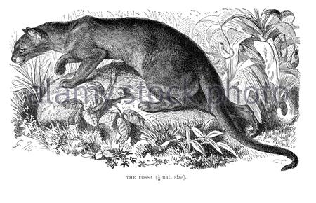 Fossa, illustrazione d'epoca del 1893 Foto Stock