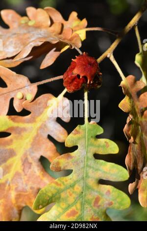 Pianta Gall o Knopper Gall, Andricus quercuscalicis, su quercia pubescente, Quercus pubescens, aka Downy o quercia bianca Foto Stock