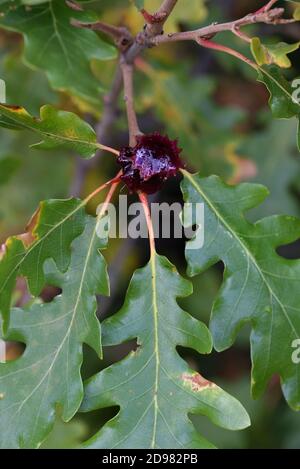 Pianta Gall o Knopper Gall, Andricus quercuscalicis, su quercia pubescente, Quercus pubescens, aka Downy o quercia bianca Foto Stock