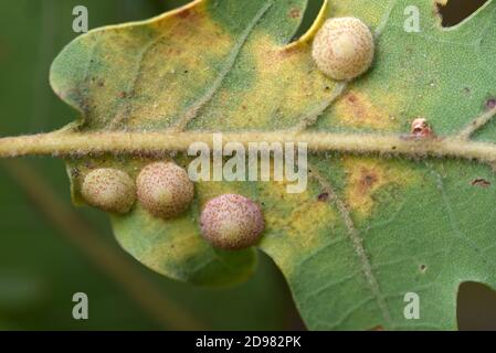 Sfere comuni di Spangle, Quercusbaccarum di Neuroterus, o sfere di quercia che crescono sul lato inferiore della foglia di quercia pubescente, Quercus pubescens, aka Downy o quercia bianca Foto Stock