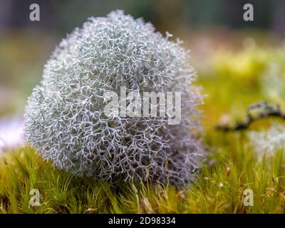 Macrofotografia di licheni di renna che crescono su una roccia nella foresta di nubi del monte Iguaque nelle Ande centrali della Colombia. Foto Stock