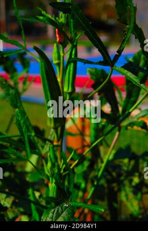 Giardini urbani con mini biblioteca, tubo spiralato, anatre e oche, verdure, fiori, cavolo, girasoli, pomodori, peperoni e tubazioni di rame per l'acqua. Foto Stock