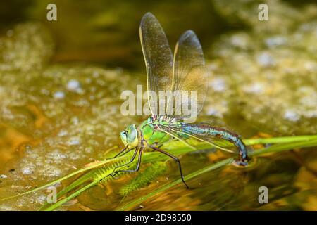 Imperatore Dragonfly - Anax imperator, bella grande libellula blu dalle acque fresche europee, Stramberk, Repubblica Ceca. Foto Stock