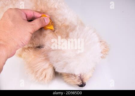 Applicando l'olio essenziale spot-on gocce sul cane ripristinare l'idratazione della pelle. Foto Stock