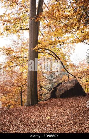 ITALIA, AUTUNNO PRESSO LA RISERVA NATURALE BURCINA: La Riserva Naturale Felice Piacenza del Parco Burcina è un'area protetta, boscosa, larga circa 57 ettari. È stato istituito nel 1980 con una legge del Governo della Regione Piemonte. Si trova all'interno dei comuni di Pollone e Biella. Il comune di Biella possiede quasi tre quarti dell'intera superficie. Foto Stock