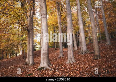 ITALIA, AUTUNNO PRESSO LA RISERVA NATURALE BURCINA: La Riserva Naturale Felice Piacenza del Parco Burcina è un'area protetta, boscosa, larga circa 57 ettari. È stato istituito nel 1980 con una legge del Governo della Regione Piemonte. Si trova all'interno dei comuni di Pollone e Biella. Il comune di Biella possiede quasi tre quarti dell'intera superficie. Foto Stock