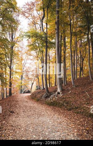 ITALIA, AUTUNNO PRESSO LA RISERVA NATURALE BURCINA: La Riserva Naturale Felice Piacenza del Parco Burcina è un'area protetta, boscosa, larga circa 57 ettari. È stato istituito nel 1980 con una legge del Governo della Regione Piemonte. Si trova all'interno dei comuni di Pollone e Biella. Il comune di Biella possiede quasi tre quarti dell'intera superficie. Foto Stock