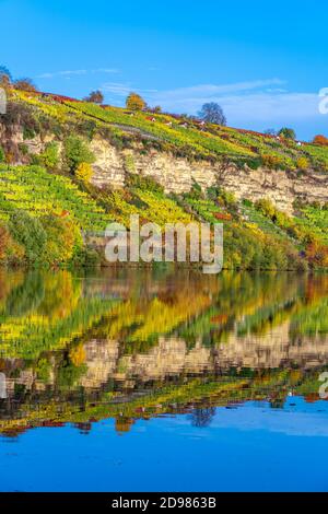 Vigneti ripidi e rocciosi in colori autunnali sulla riva del fiume Neckar, Baden-Wurttemberg, Germania, paesaggio all'alba Foto Stock