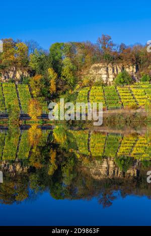 Vigneti ripidi e rocciosi in colori autunnali sulla riva del fiume Neckar, Baden-Wurttemberg, Germania, paesaggio all'alba Foto Stock