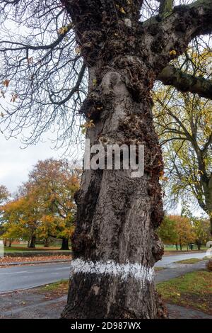 Albero contrassegnato con un cerchio bianco contrassegnato come pronto per trattamento o riduzione Foto Stock