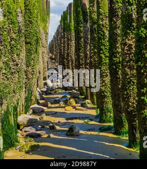 Sentiero tra pali di legno intemperie sulla spiaggia di breskens, Zeeland, Paesi Bassi Foto Stock