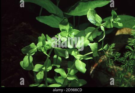 Hysssop d'acqua, Bacopa al limone, Bacopa rossa gigante (Bacopa amplexicaulis) Foto Stock