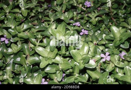 Hysssop d'acqua, Bacopa al limone, Bacopa rossa gigante (Bacopa amplexicaulis) Foto Stock