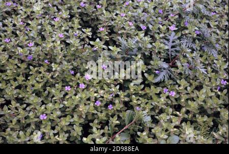 Hysssop d'acqua, Bacopa al limone, Bacopa rossa gigante (Bacopa amplexicaulis) Foto Stock