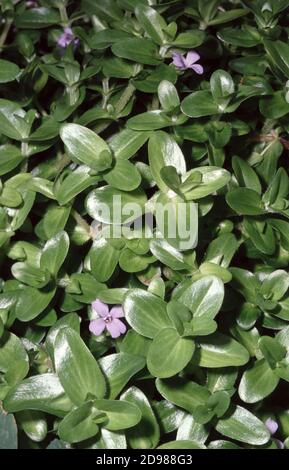 Hysssop d'acqua, Bacopa al limone, Bacopa rossa gigante (Bacopa amplexicaulis) Foto Stock