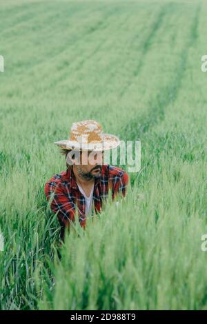 Agricoltore che ispeziona lo sviluppo del raccolto di grano verde in campo, agronomo maschile adulto con cappello di paglia e camicia di plaid che lavora su terreni agricoli Foto Stock