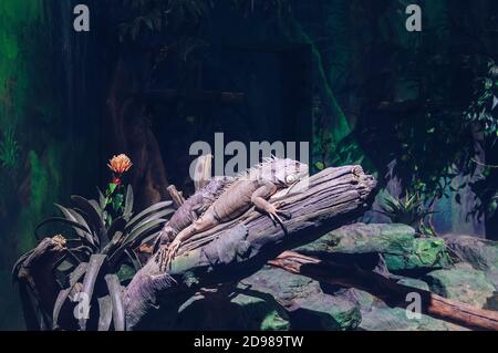 sdraiato su una coppia di rami di alberi di iguane verdi Foto Stock