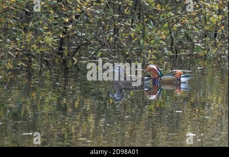 Anatre di mandarino maschio e femmina. Foto Stock