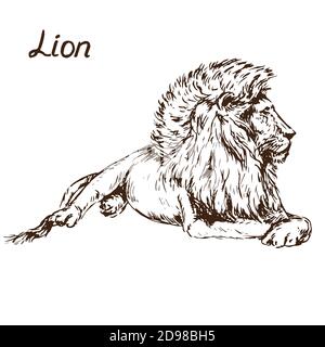 Leone che giace ritratto, doodle disegnato a mano, disegno stile di legno, illustrazione Foto Stock