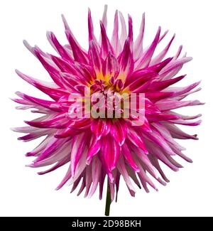 La dahlia (nome, Sorbet) nel giardino di dahlia Baden Baden vicino al vicolo lichtentaler. Baden-Baden, Baden Württemberg, Germania Foto Stock