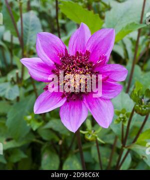 La dahlia (nome Blue Bayou) nel giardino di dahlia Baden Baden vicino al vicolo lichtentaler. Baden Baden, Baden Württemberg, Germania Foto Stock