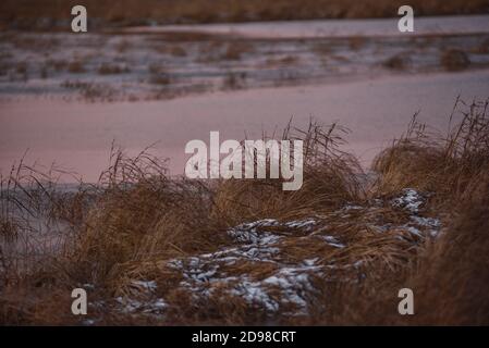 L'erba secca e alta nel tardo autunno si inonda in un vento forte in una gelida serata d'autunno durante il tramonto. Foto Stock