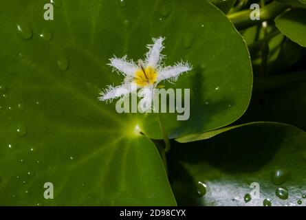 Fioritura di Humboldts fringe d'acqua (Nymphoides humboldtiana) in uno stagno. Giardino botanico, KIT, Karlsruhe, Germania, Europa Foto Stock