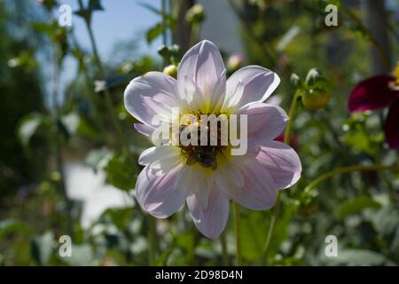 Il Dahlia Fashion Monger nel giardino di Dahlia Baden Baden vicino al vicolo Lichtentaler. Baden Wuerttemberg, Germania Foto Stock