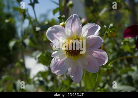 Il Dahlia Fashion Monger nel giardino di Dahlia Baden Baden vicino al vicolo Lichtentaler. Baden Wuerttemberg, Germania Foto Stock