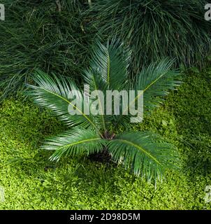 Cycas revoluta Sago Palm. Giardino botanico, KIT, Karlsruhe, Germania, Europa Foto Stock