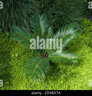 Cycas revoluta Sago Palm. Giardino botanico, KIT, Karlsruhe, Germania, Europa Foto Stock