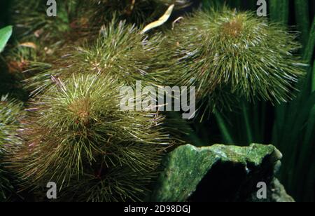 Cabomba furcata è una specie di pianta acquatica della famiglia di scudi d'acqua conosciuta con i nomi comuni cabomba rosso e fanwort a forcella Foto Stock