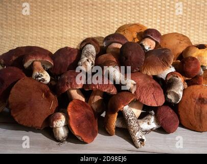 Un mucchio di nobili funghi boschivi boletus e berretto rosso il boletus che giace su una tavola di legno Foto Stock