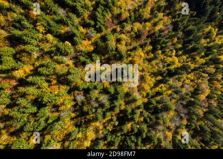 Sfondo aereo full frame di colorato autunno foresta baldacchino vicino drone Foto Stock