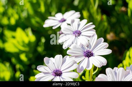 Bellissimi fiori bianchi e violetti su sfondo verde toni Foto Stock