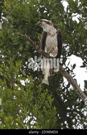 Osprey (Pandion haliaetus) adulto arroccato sul ramo sotto la pioggia che chiama con pesci Everglades NP, Florida Febbraio Foto Stock