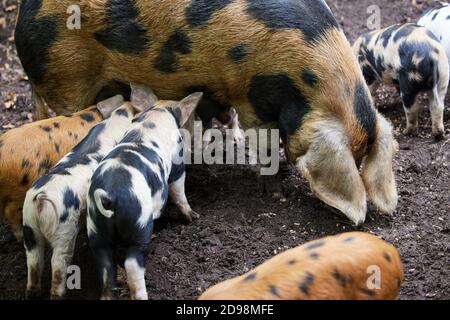 Bio Oxford Sandy e Nero razza rara Madre Pig alimentazione Con i maialini in Fattoria Foto Stock