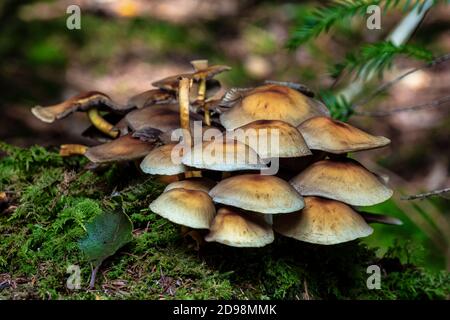 Funghi nella natura riserva Eibenwald Paterzell, Yew foresta Paterzell, Baviera, Germania Foto Stock