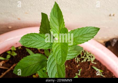 Coltivare da sporcizia in un bacino di plasting rosa è la pianta verde del menthe x piperita noto anche come menta running. Foto Stock