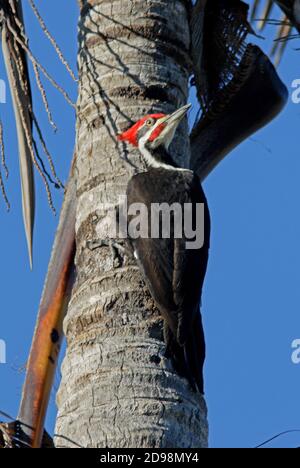 Pecker Pileated (Dryocopus pileatus) maschio adulto sulla palma Sanibel Island, Florida Febbraio Foto Stock