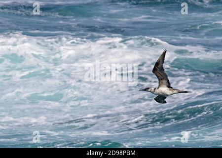 Un giovane Gannet settentrionale (Morus faganus) in volo su un mare accidentato al largo di Pendeen, Cornovaglia, Inghilterra, Regno Unito. Foto Stock