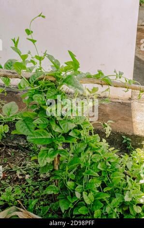 Al lato di una casa un cerotto di spinaci con foglie larghe sta correndo sul lato di un pezzo di legno torreggiare una barra trasversale. Foto Stock