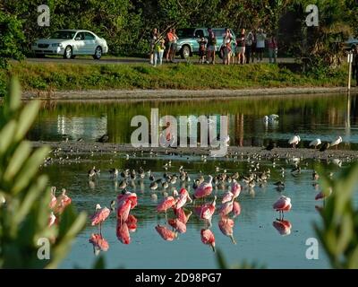 Ding Darling Preserve sull'isola di Sanibel in Florida, Roseate Spoonbesles cerca il cibo negli shallows. Foto Stock