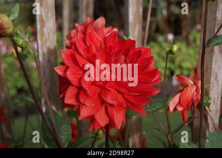 Dahlia "Taratahi Ruby" Foto Stock